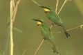 Little Bee-eater